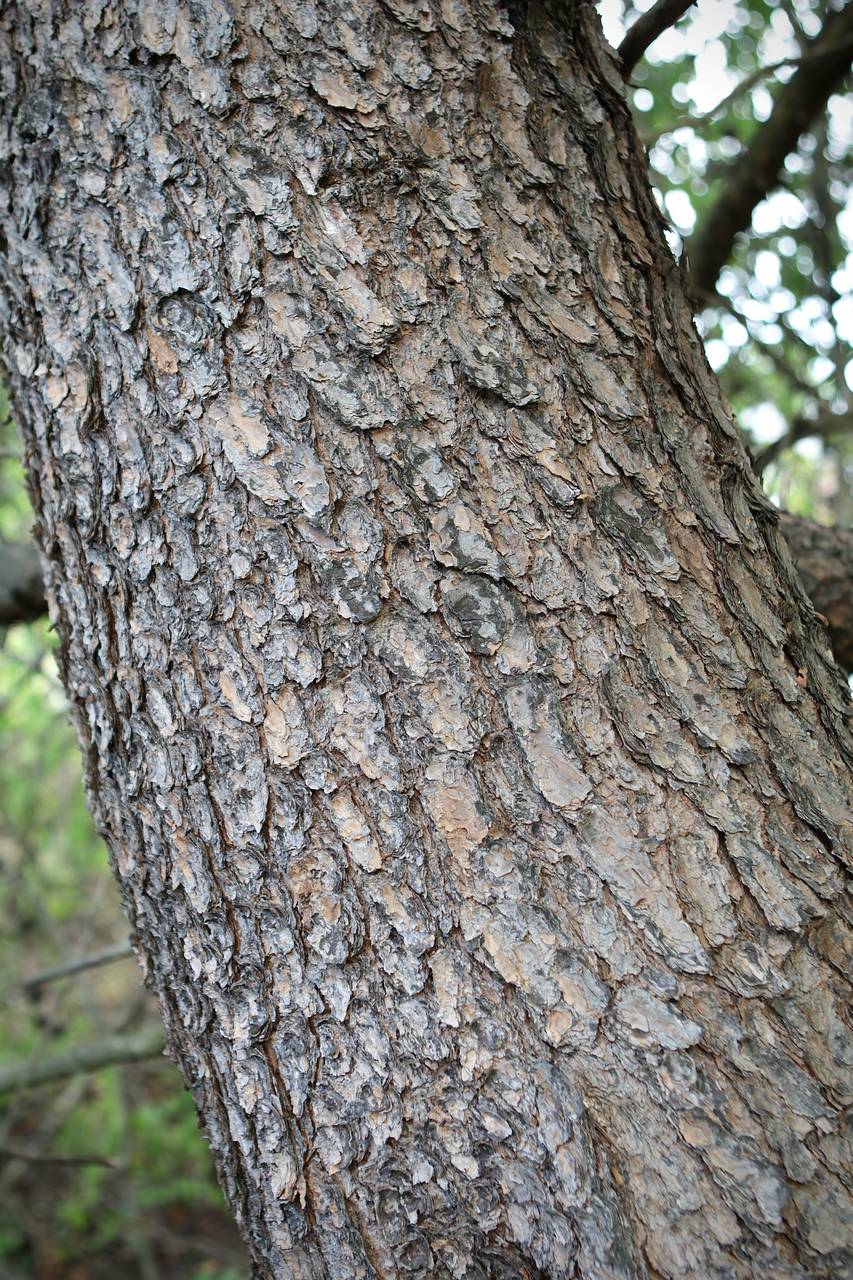 Photo of Virginia Pine