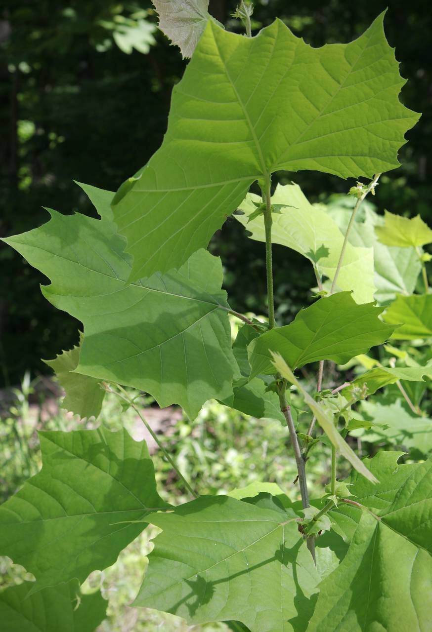 Photo of American Sycamore