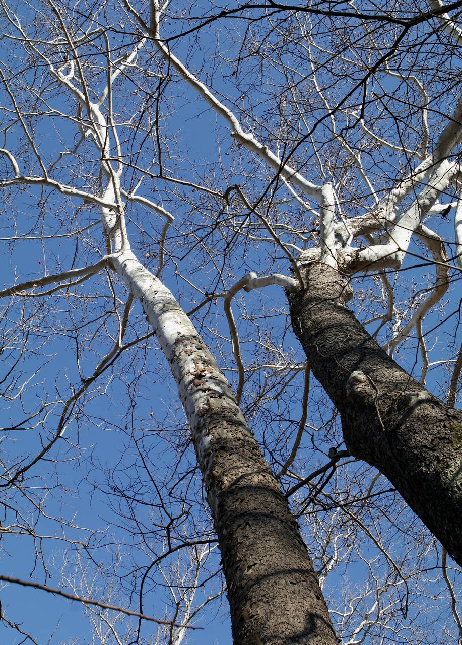 Photo of American Sycamore