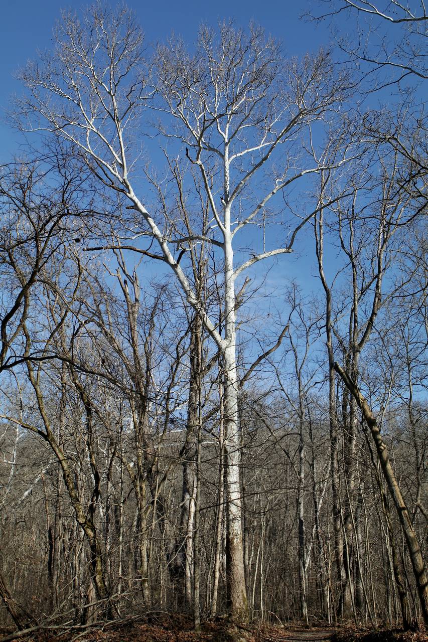 Photo of American Sycamore