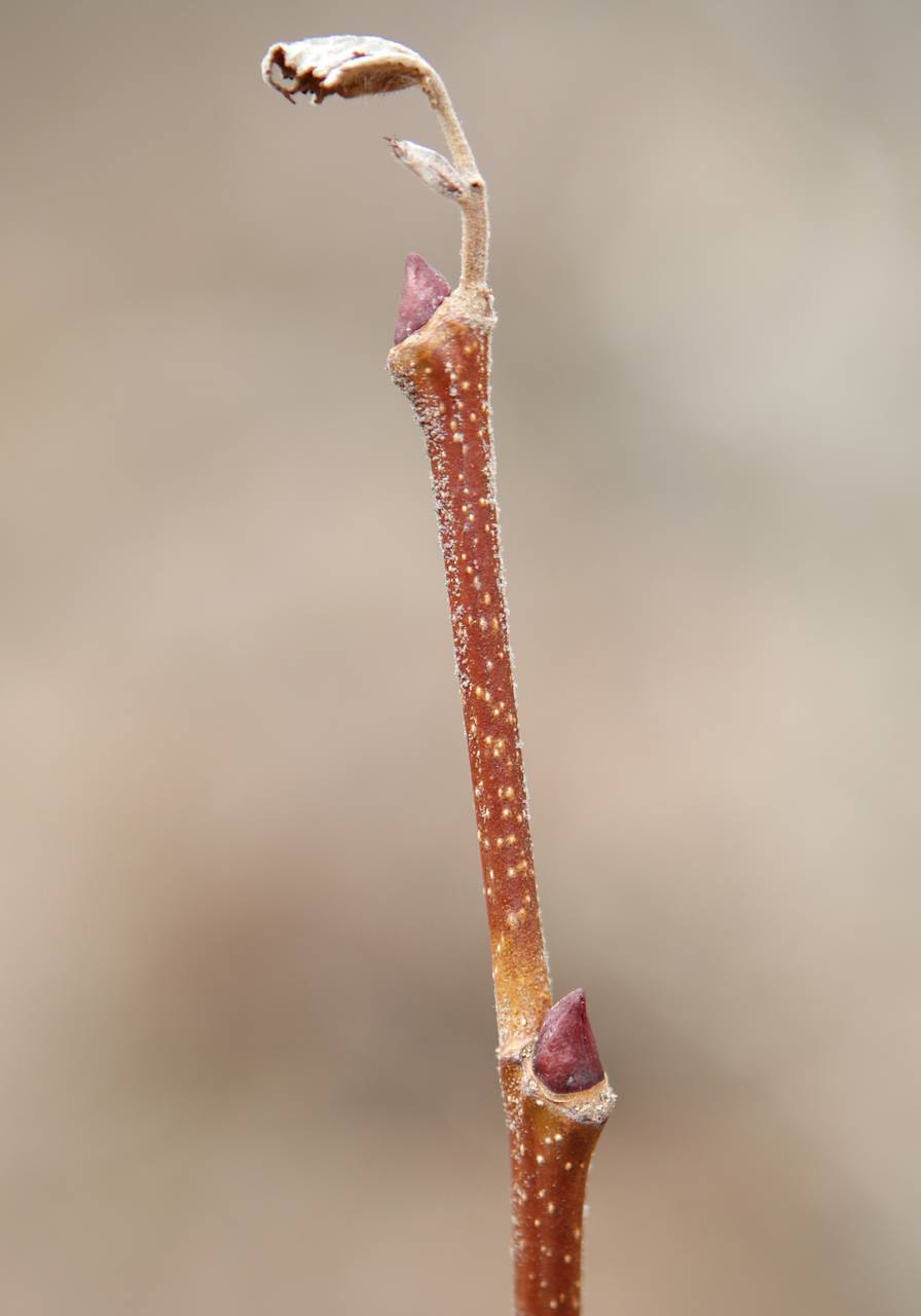 Photo of American Sycamore