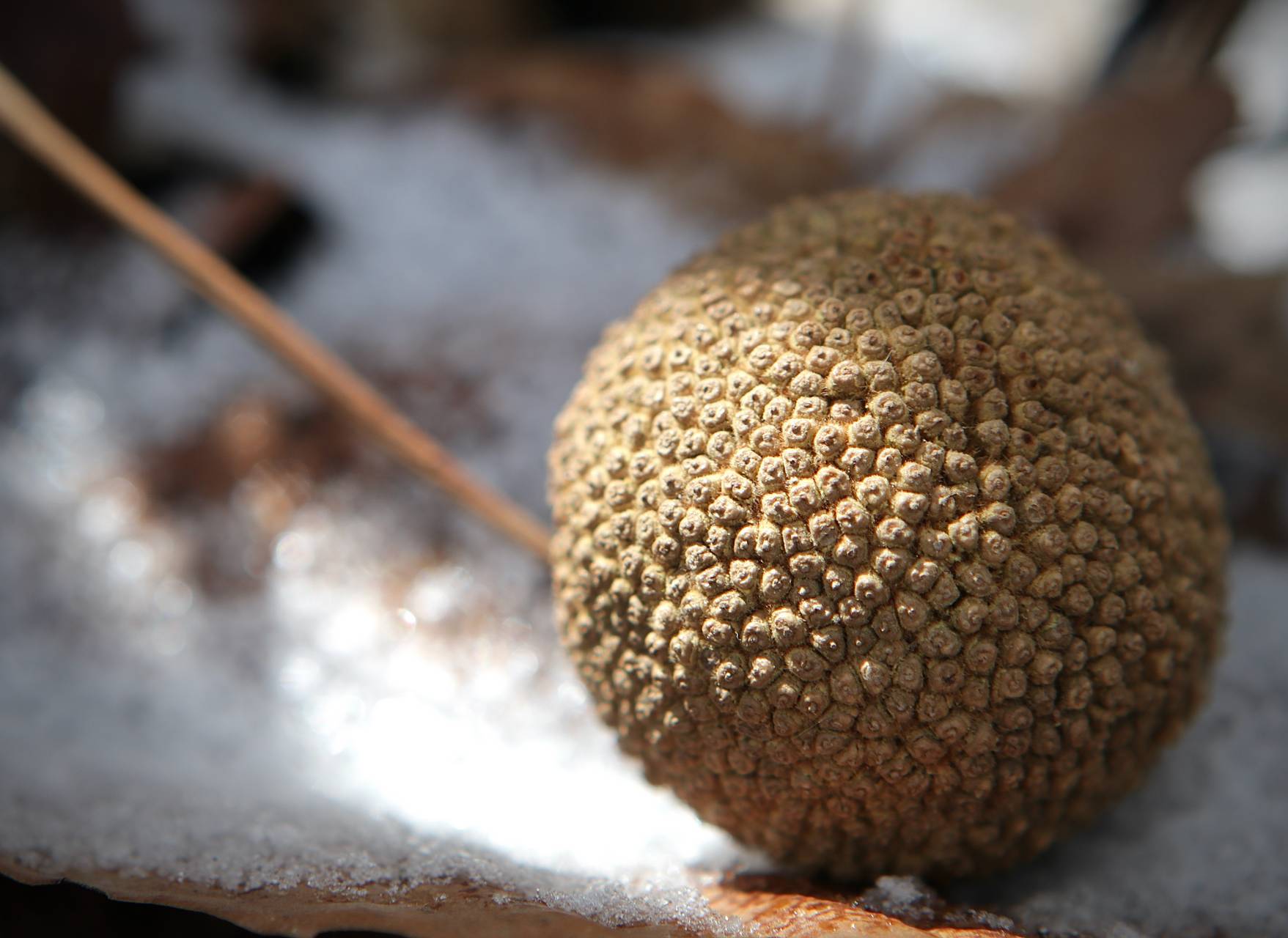 Photo of American Sycamore