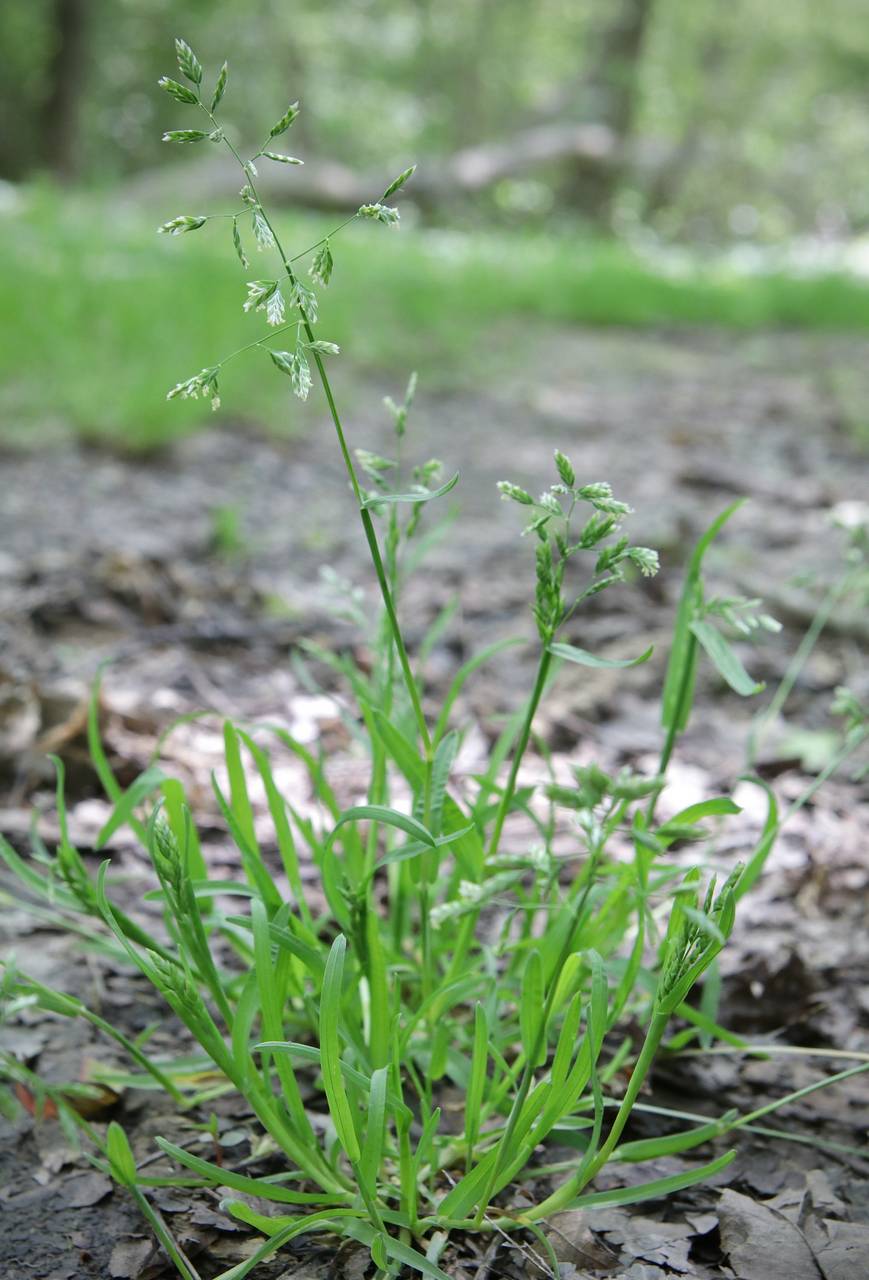 Photo of Annual Bluegrass