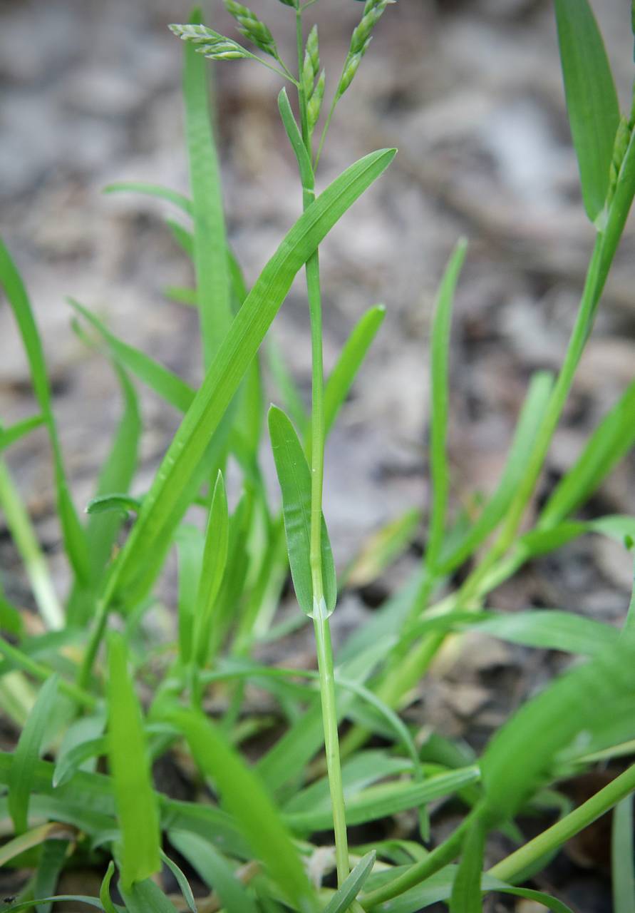 Photo of Annual Bluegrass