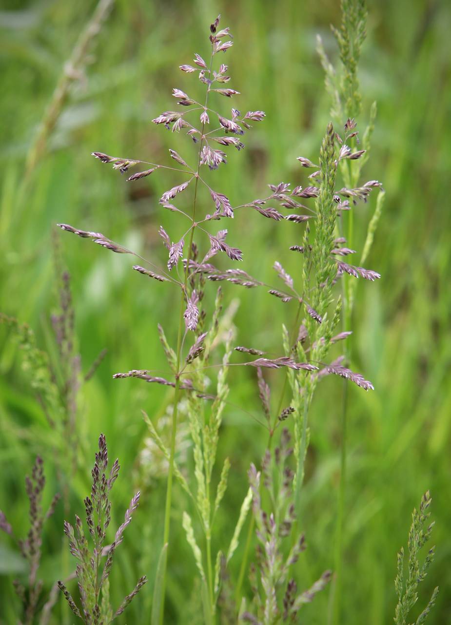 Photo of Kentucky Bluegrass
