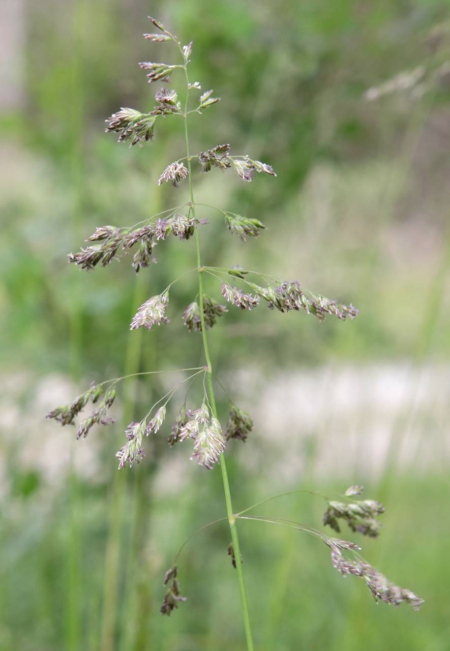 Photo of Kentucky Bluegrass