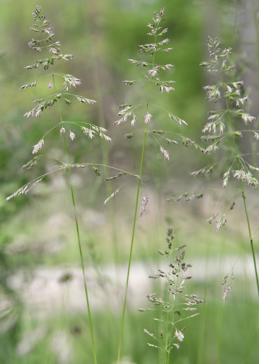 Photo of Kentucky Bluegrass