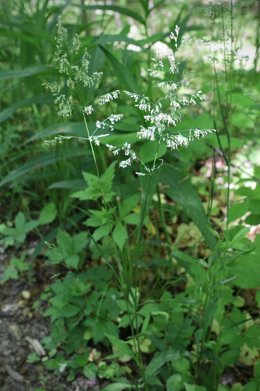 Photo of Woodland Bluegrass