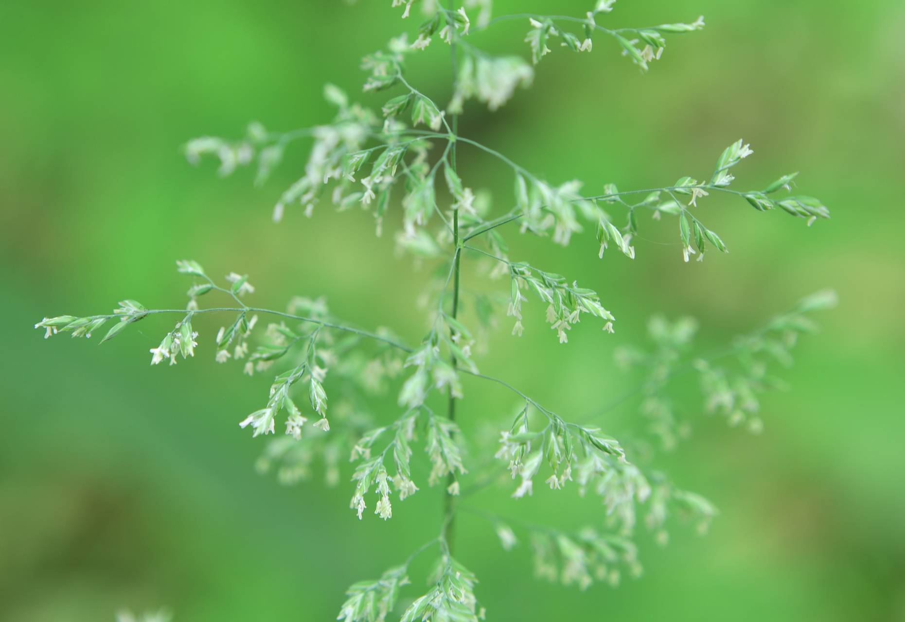 Photo of Woodland Bluegrass