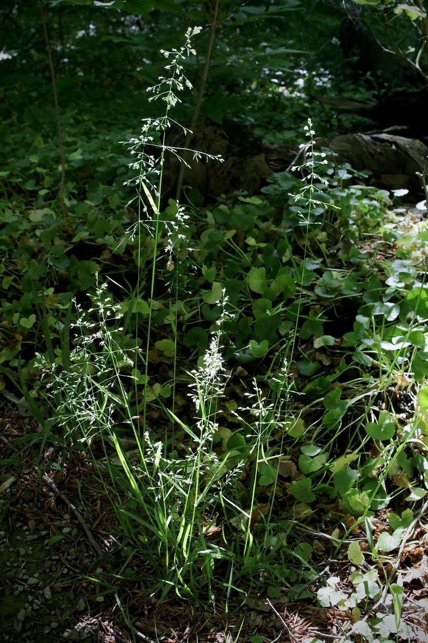 Photo of Woodland Bluegrass