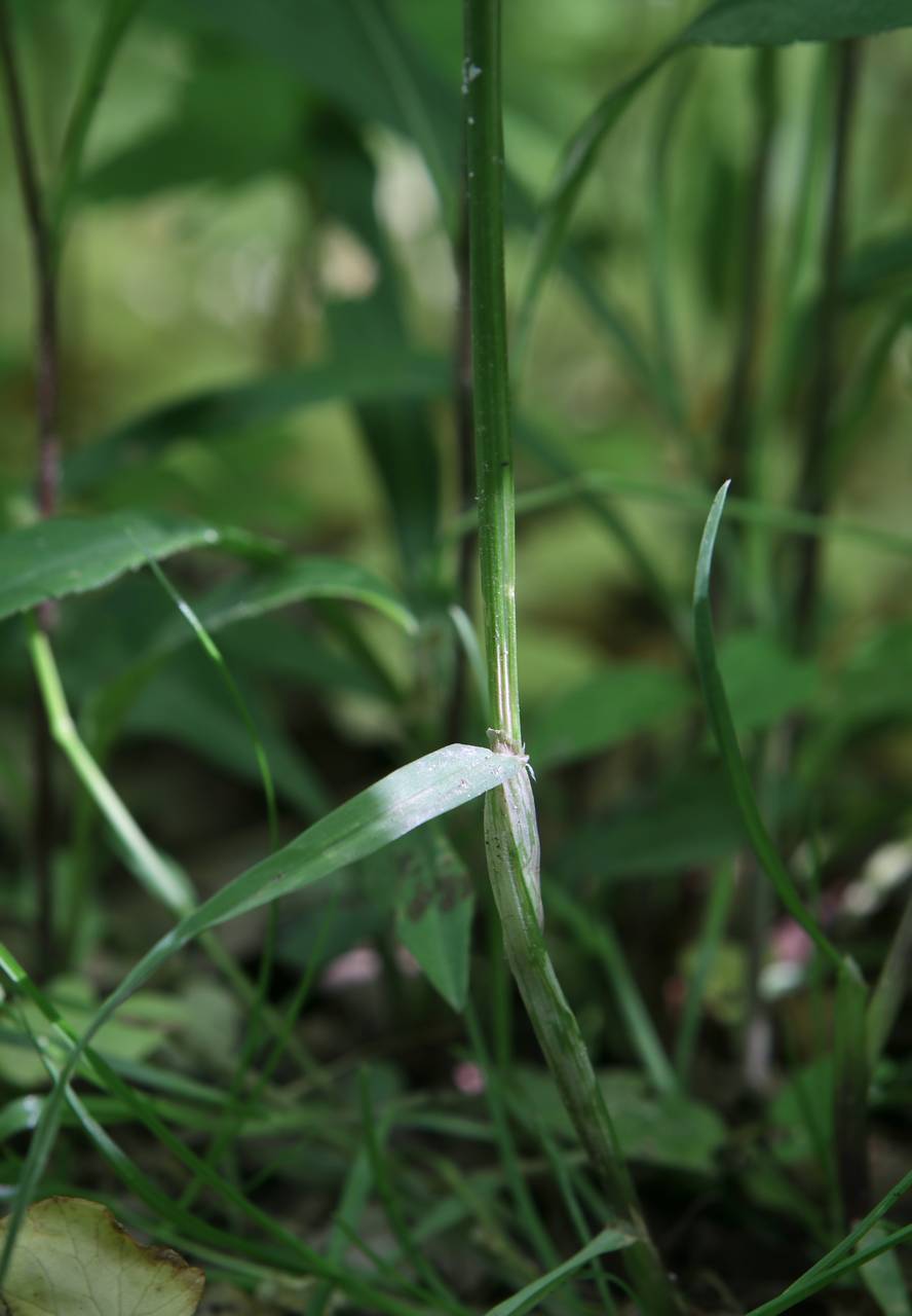 Photo of Woodland Bluegrass