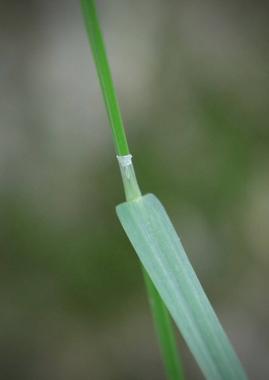 Photo of Rough Bluegrass