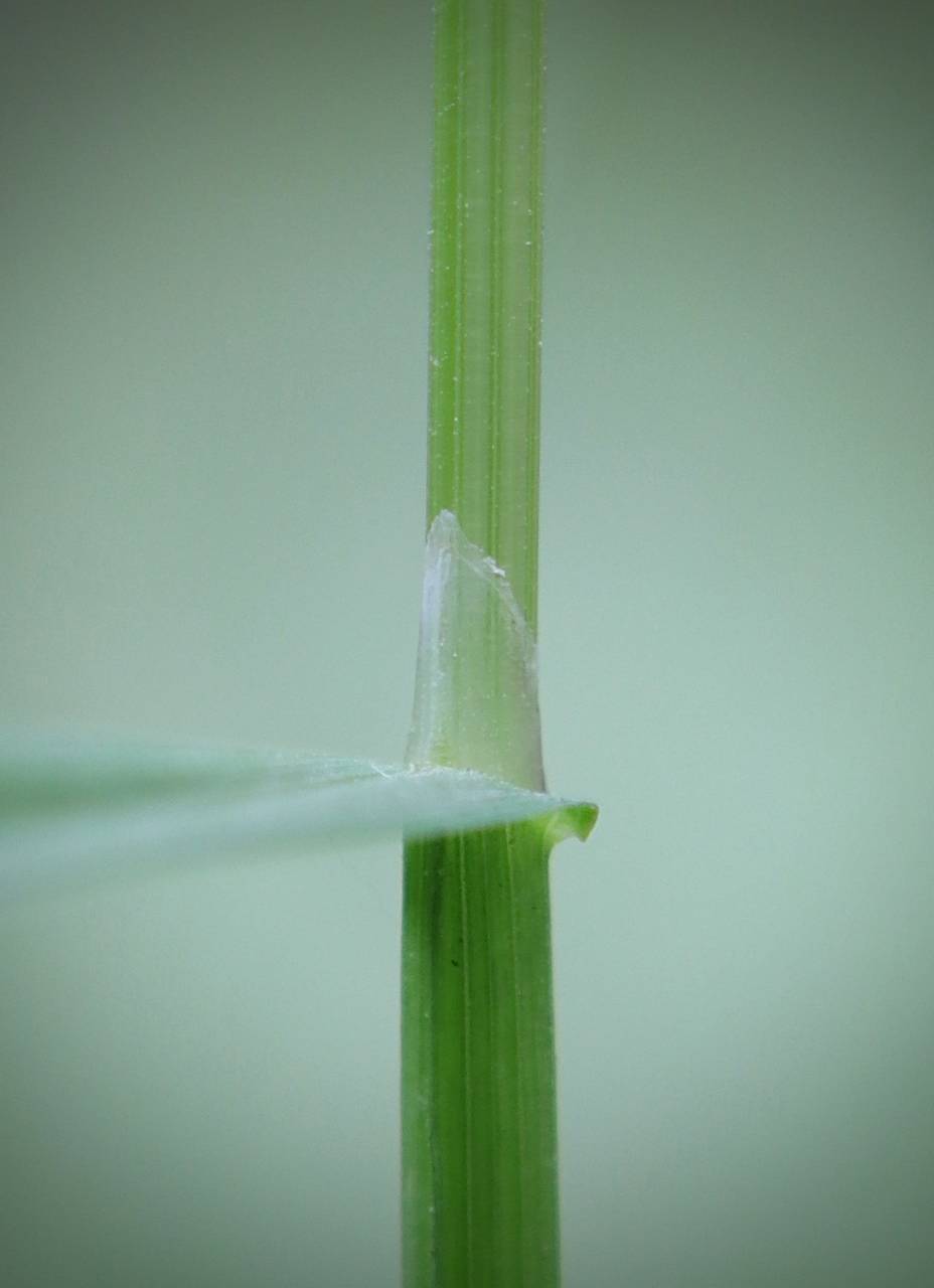 Photo of Rough Bluegrass