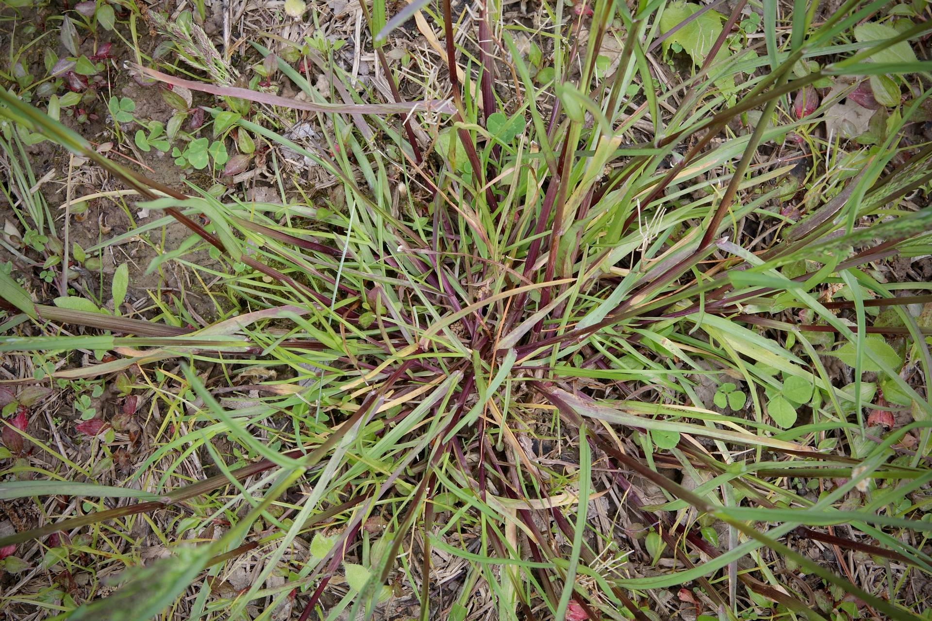Photo of Rough Bluegrass