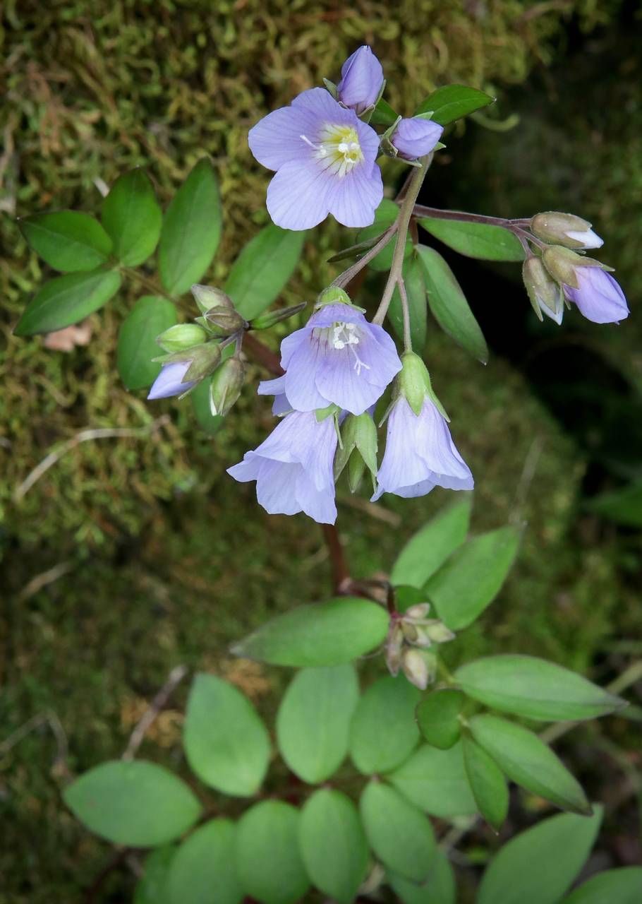 Photo of Jacob's Ladder