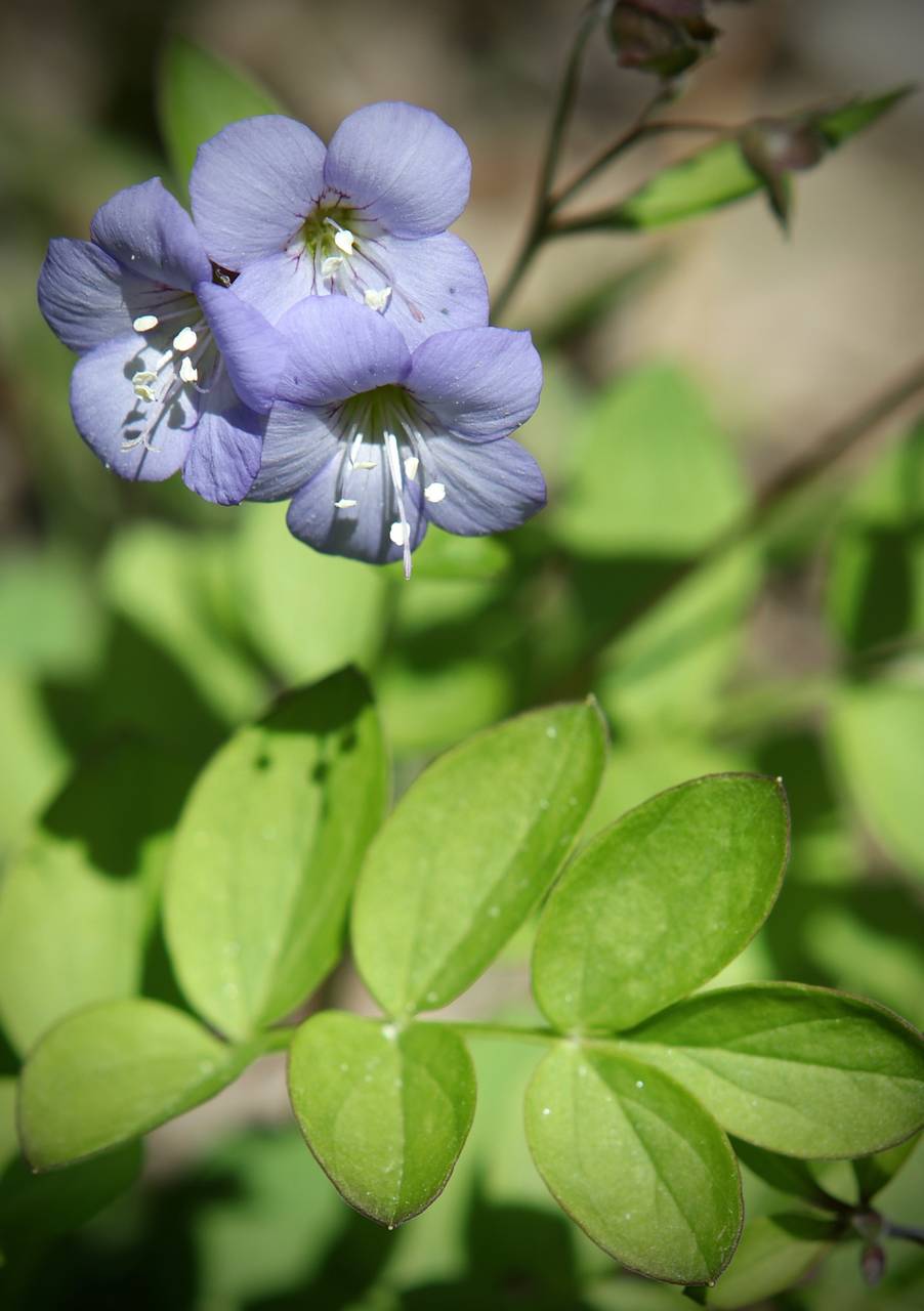 Photo of Jacob's Ladder