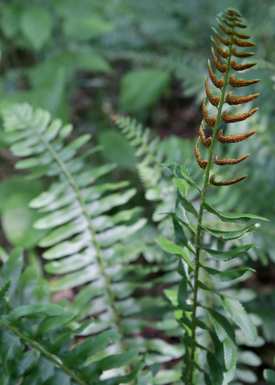 Photo of Christmas Fern