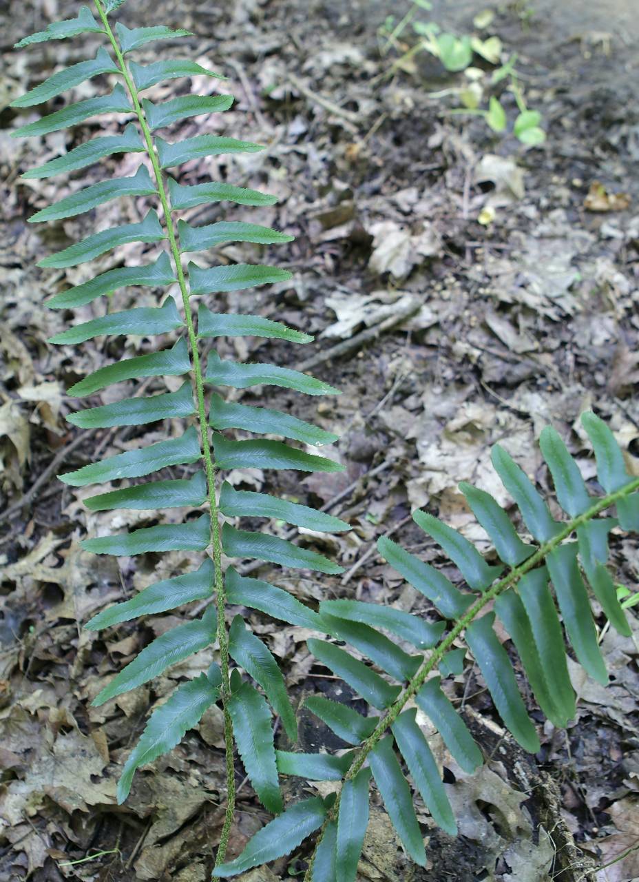 Photo of Christmas Fern