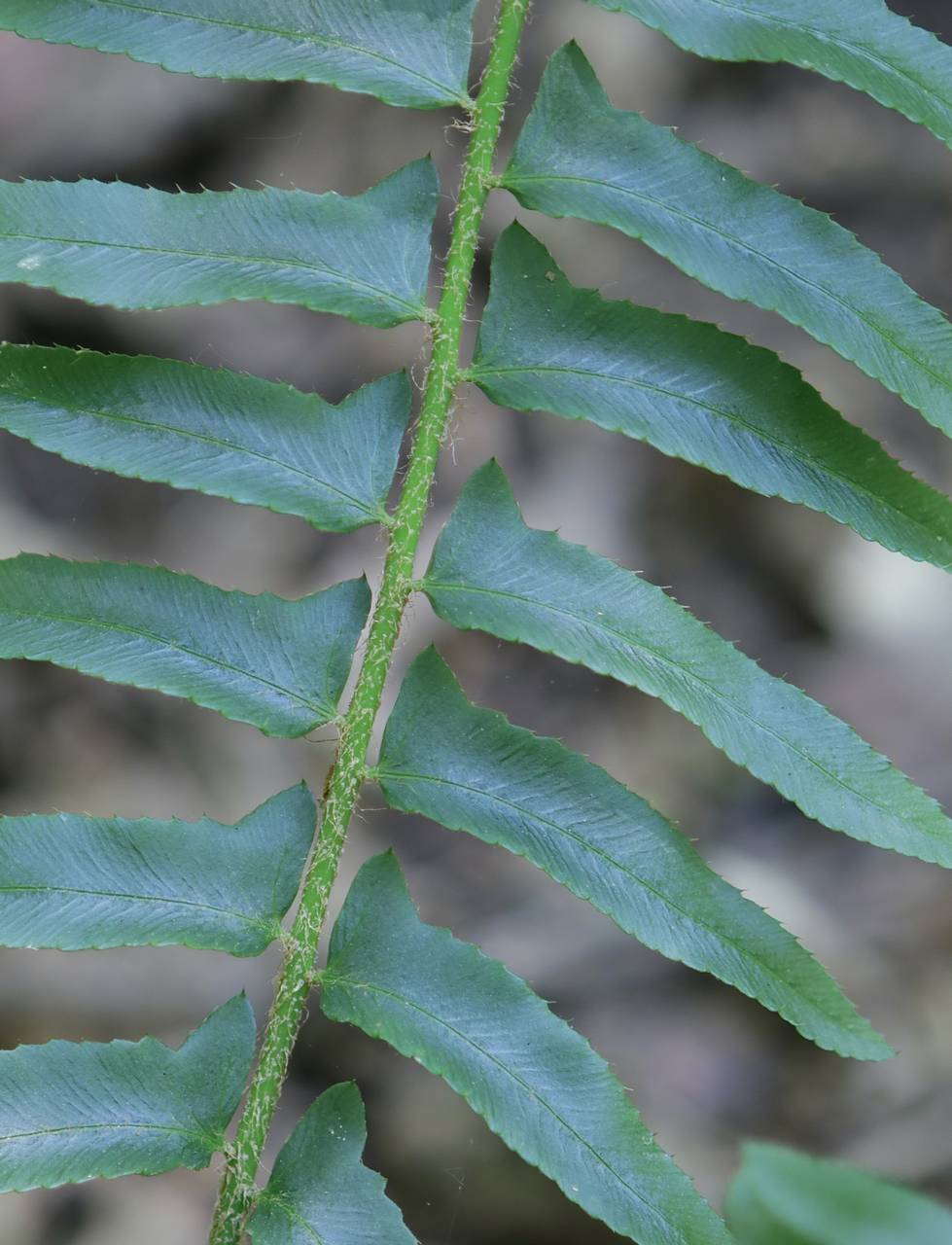 Photo of Christmas Fern