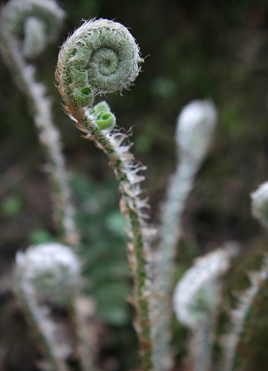 Photo of Christmas Fern
