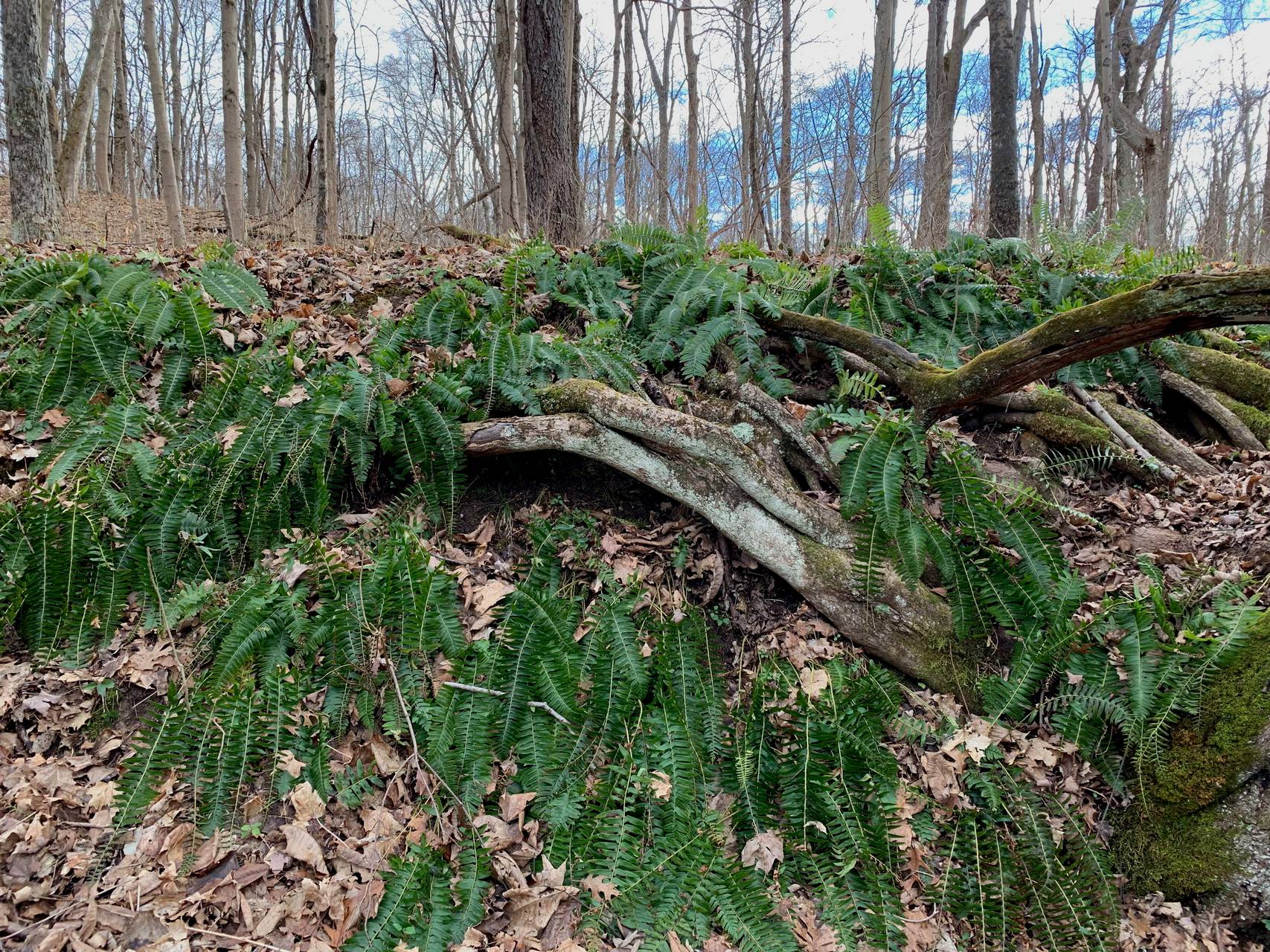 Photo of Christmas Fern