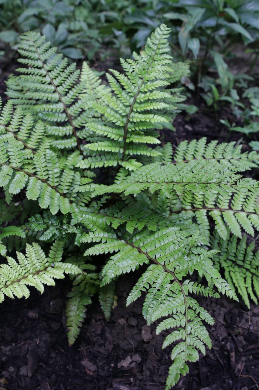 Photo of Tassel Fern