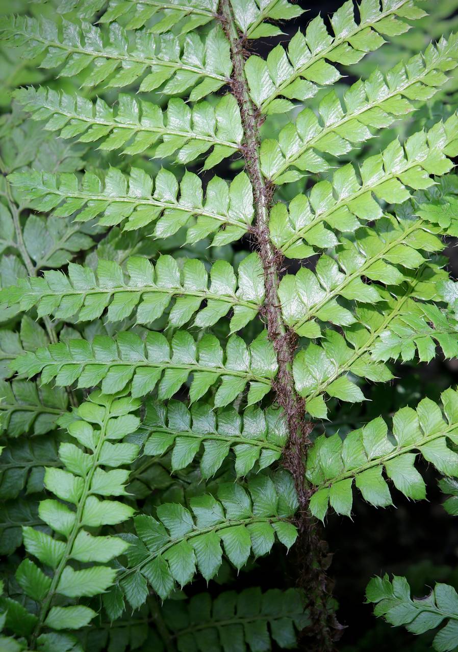 Photo of Tassel Fern