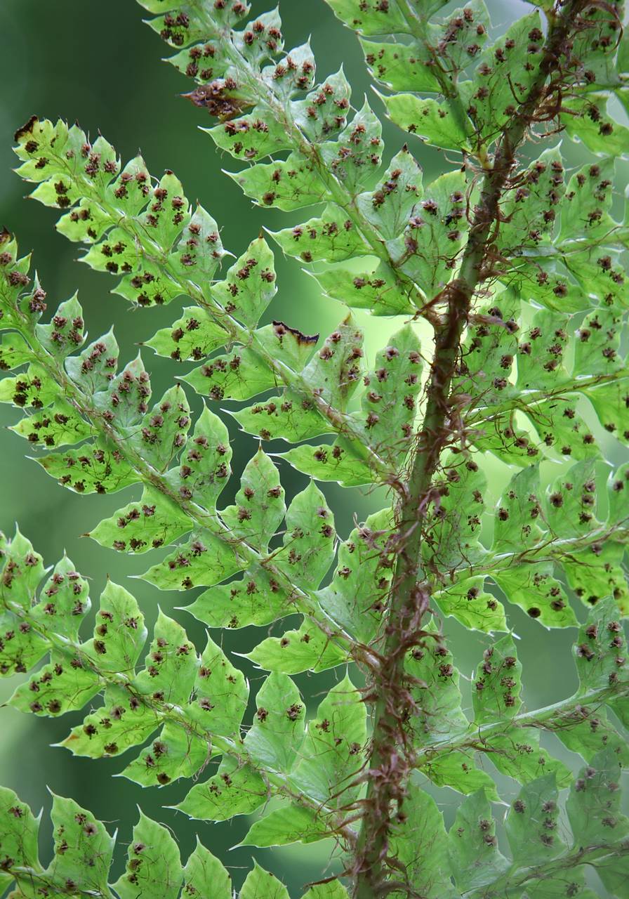 Photo of Tassel Fern