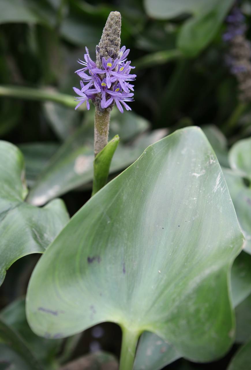 Photo of Pickerelweed