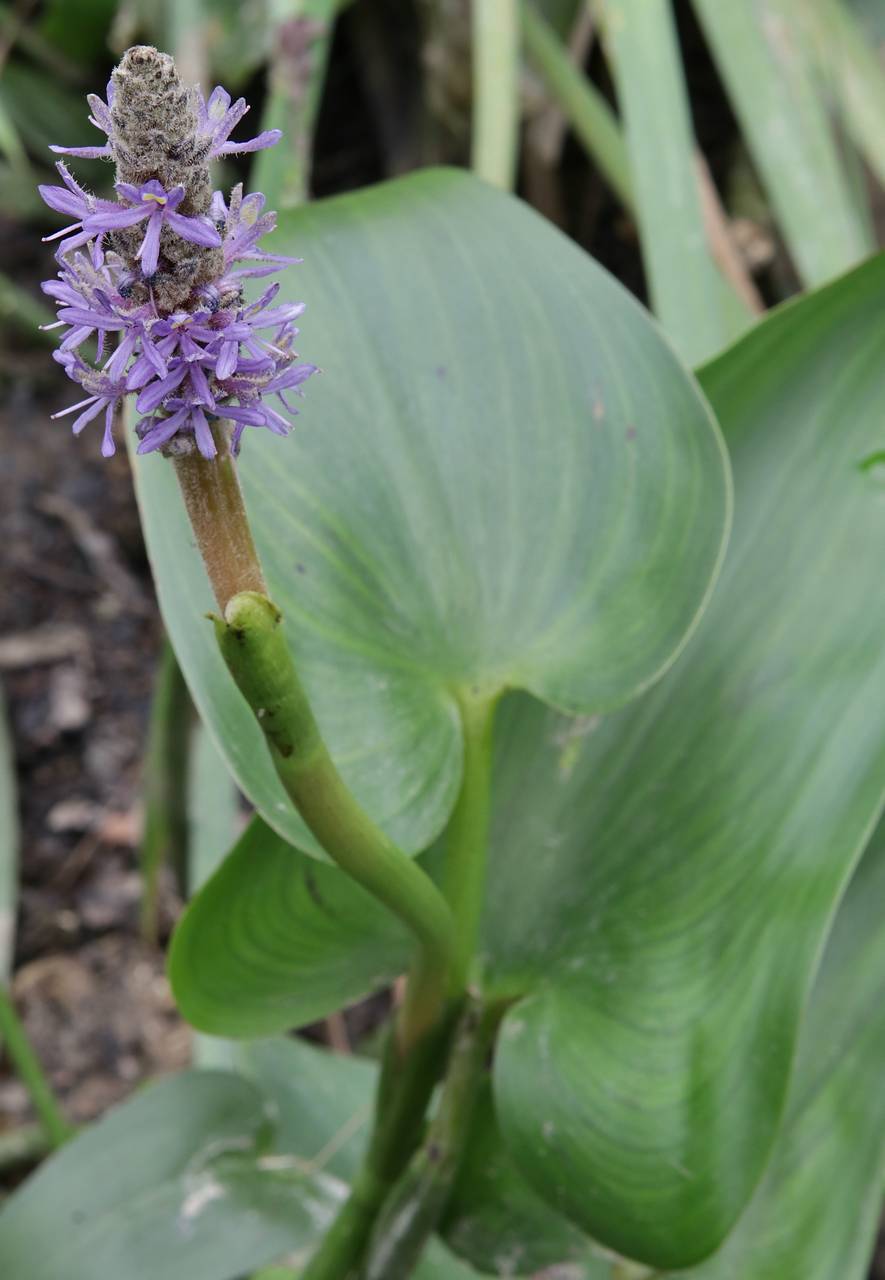 Photo of Pickerelweed