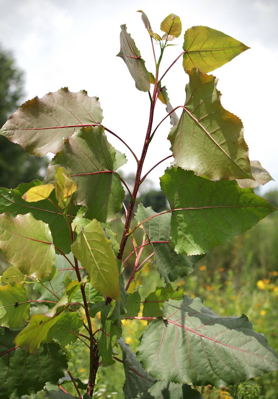 Photo of Eastern Cottonwood