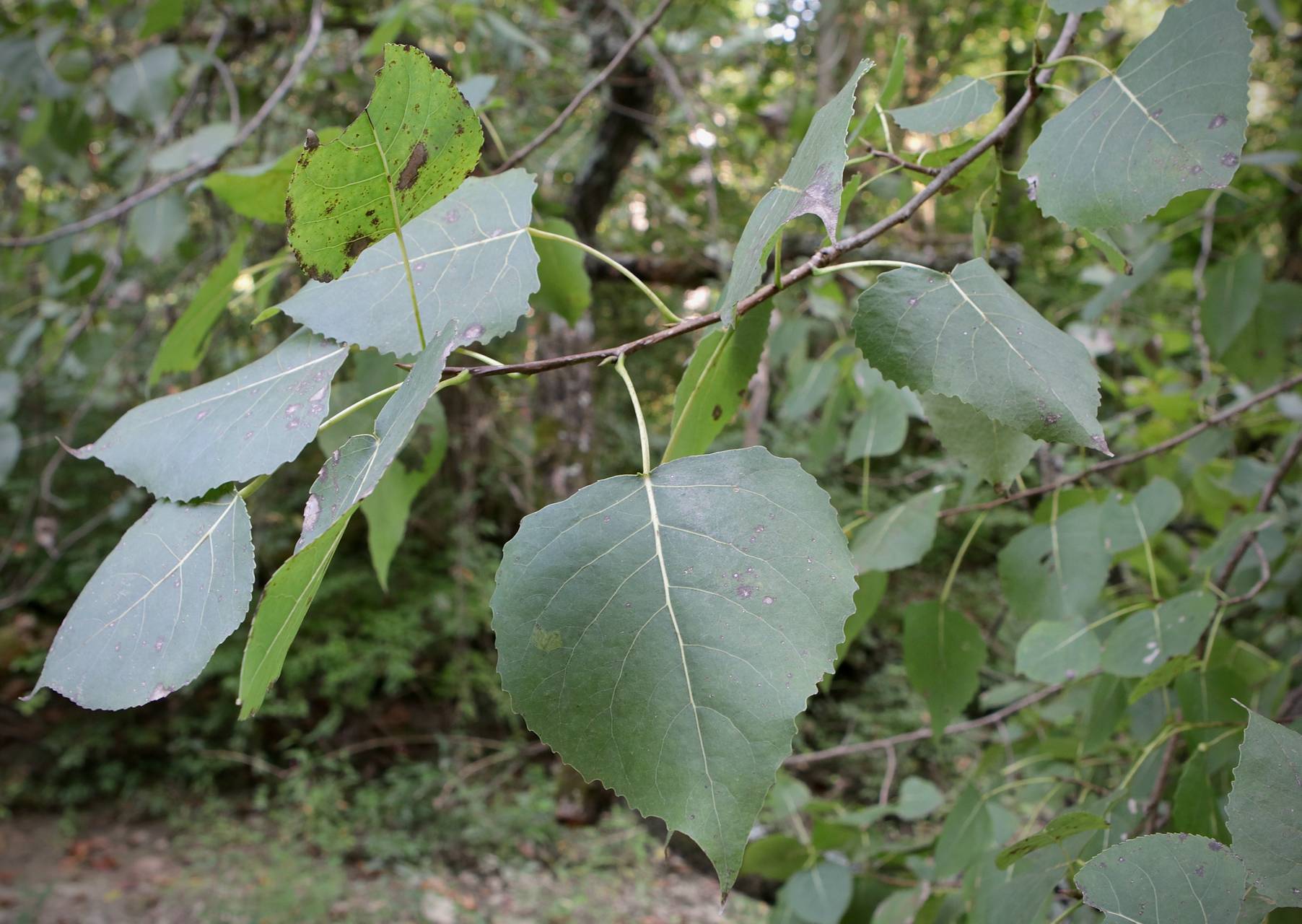 Photo of Eastern Cottonwood