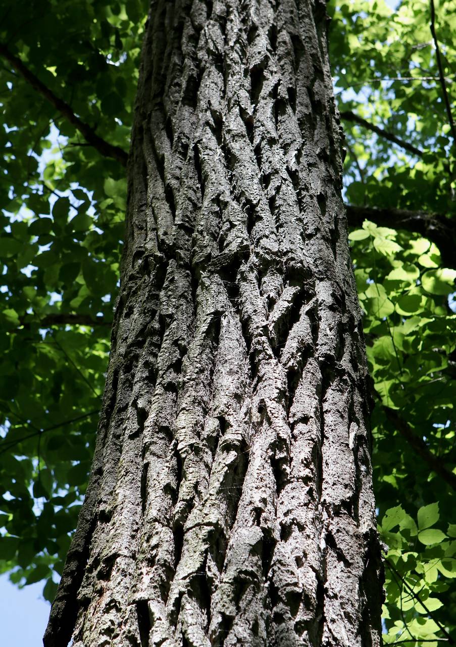 Photo of Eastern Cottonwood