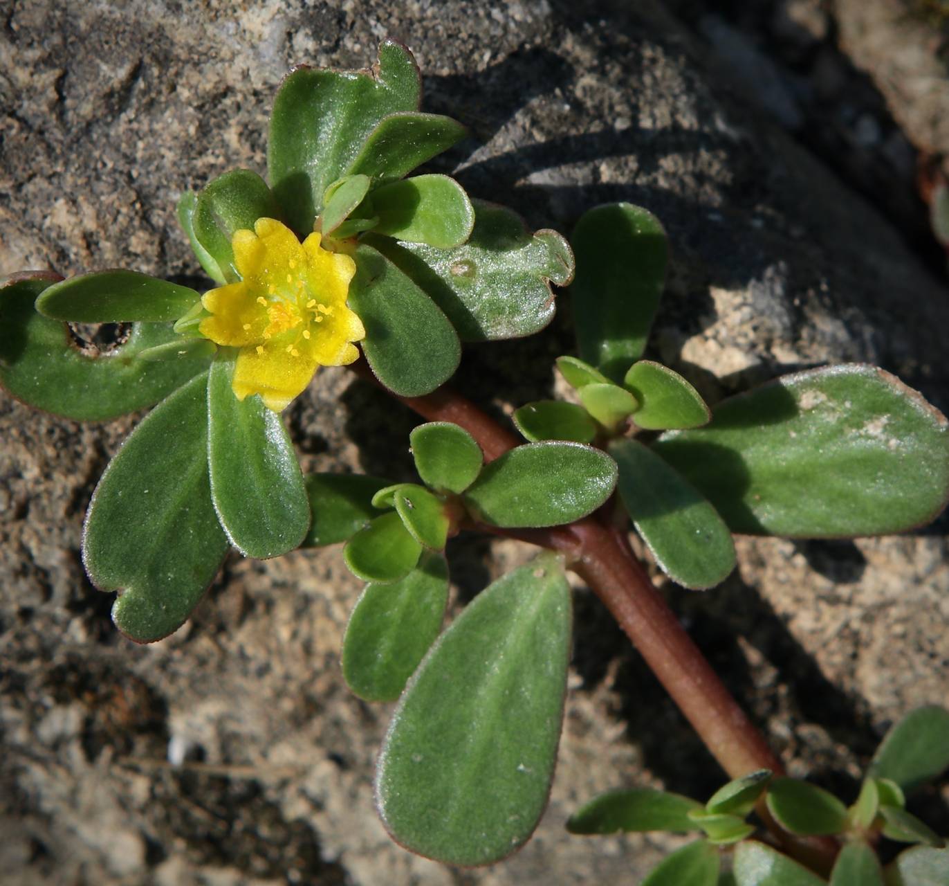 Photo of Common Purslane