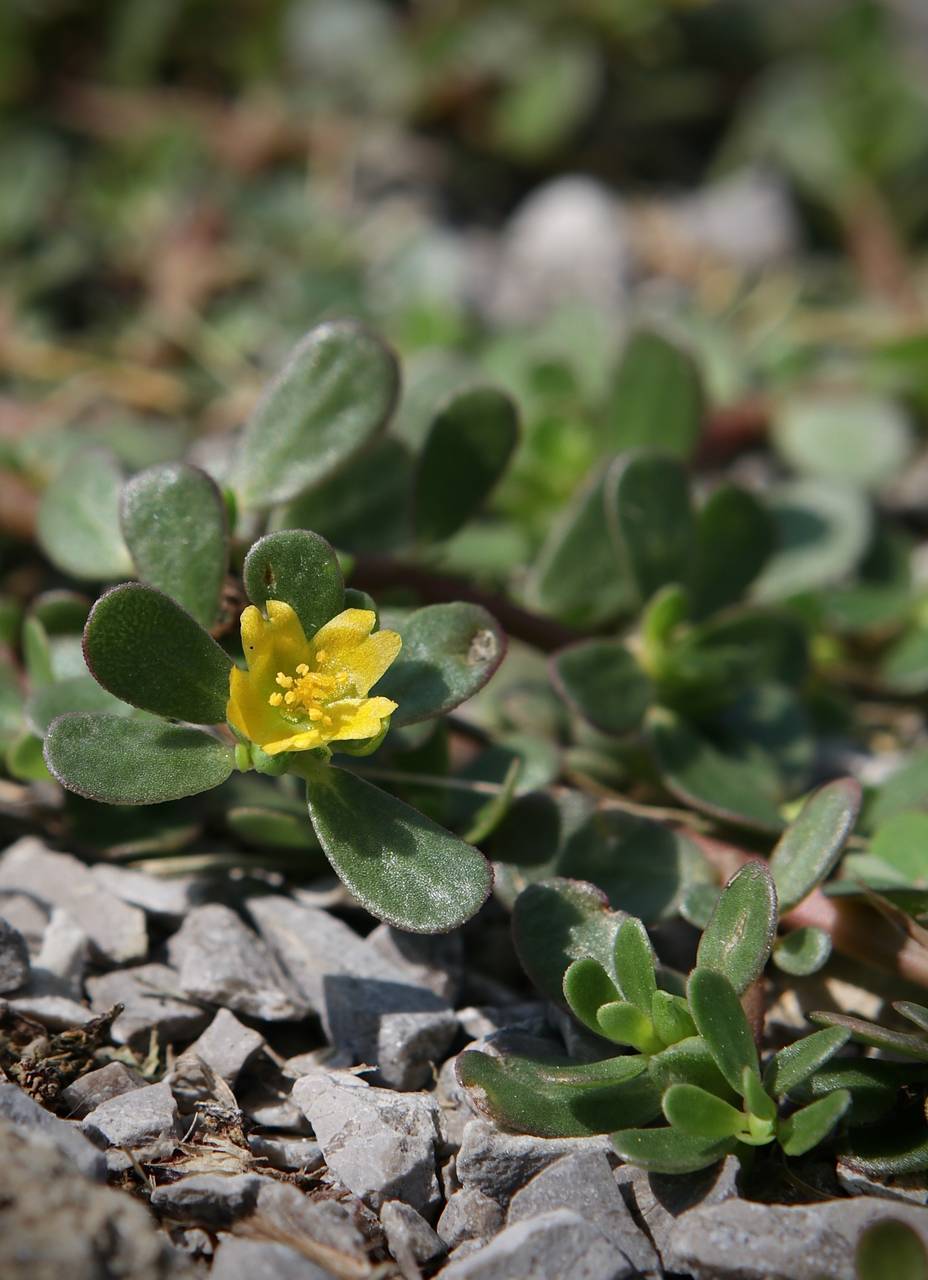 Photo of Common Purslane