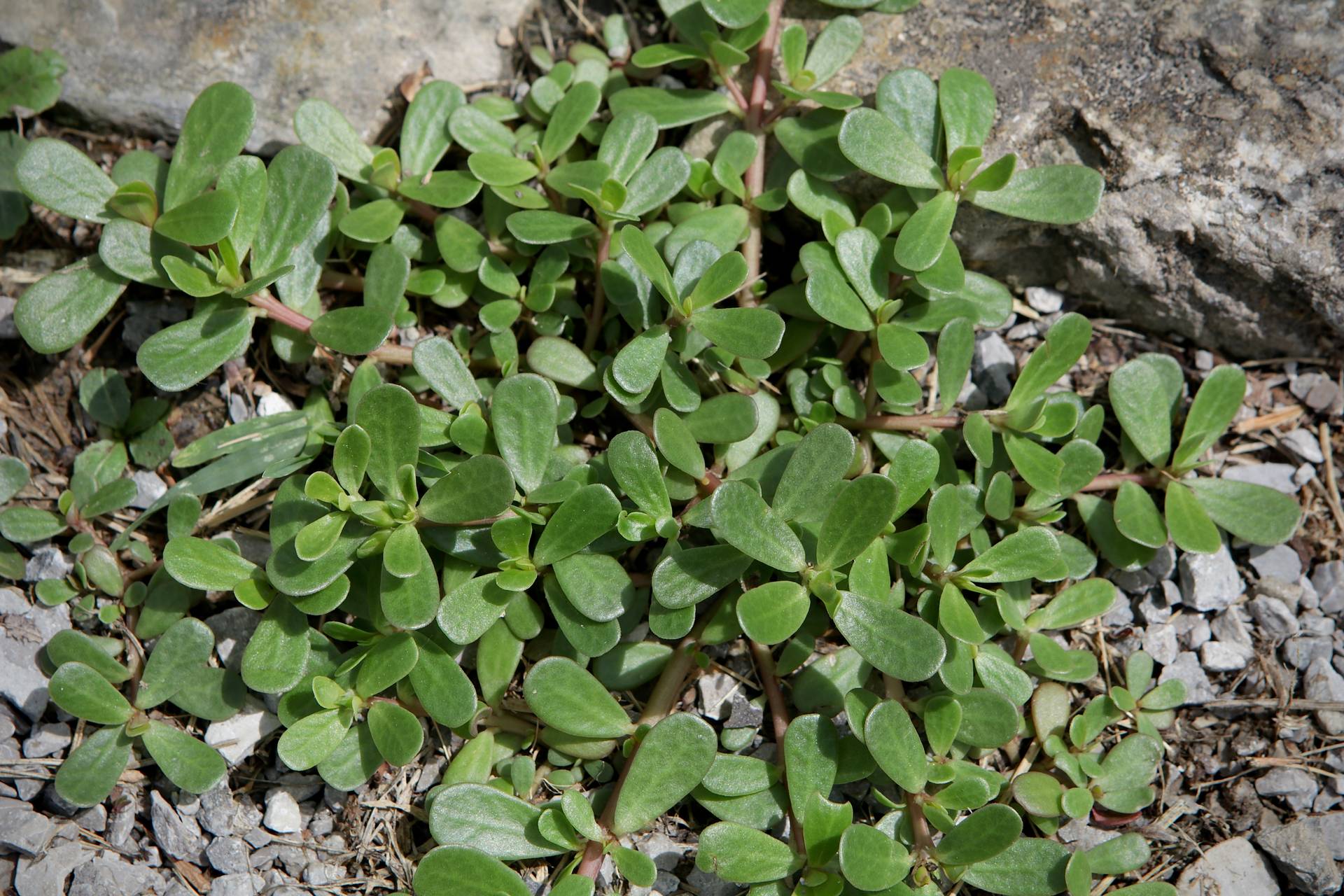 Photo of Common Purslane