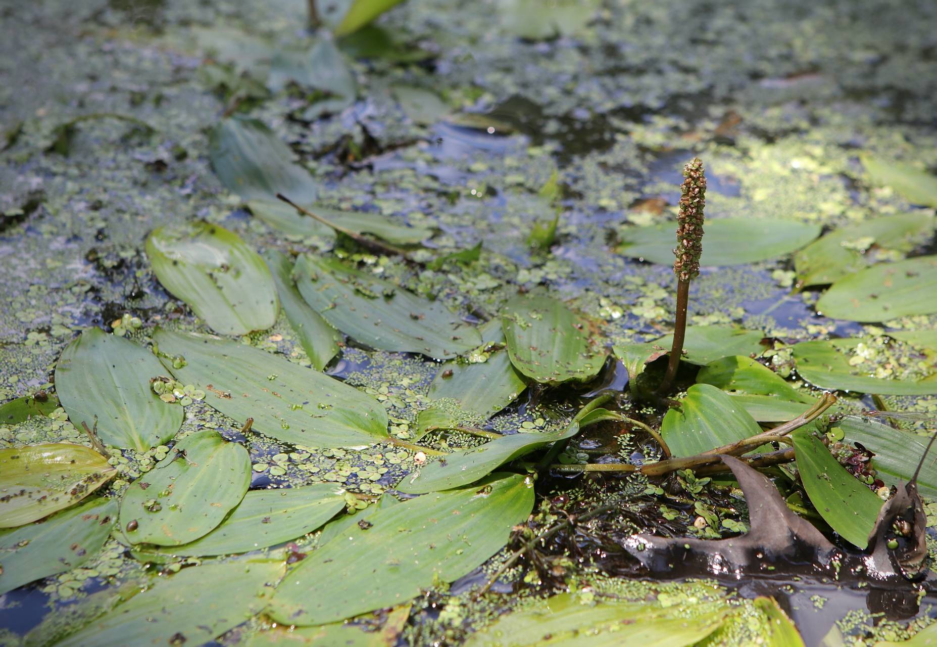 Photo of Longleaf Pondweed