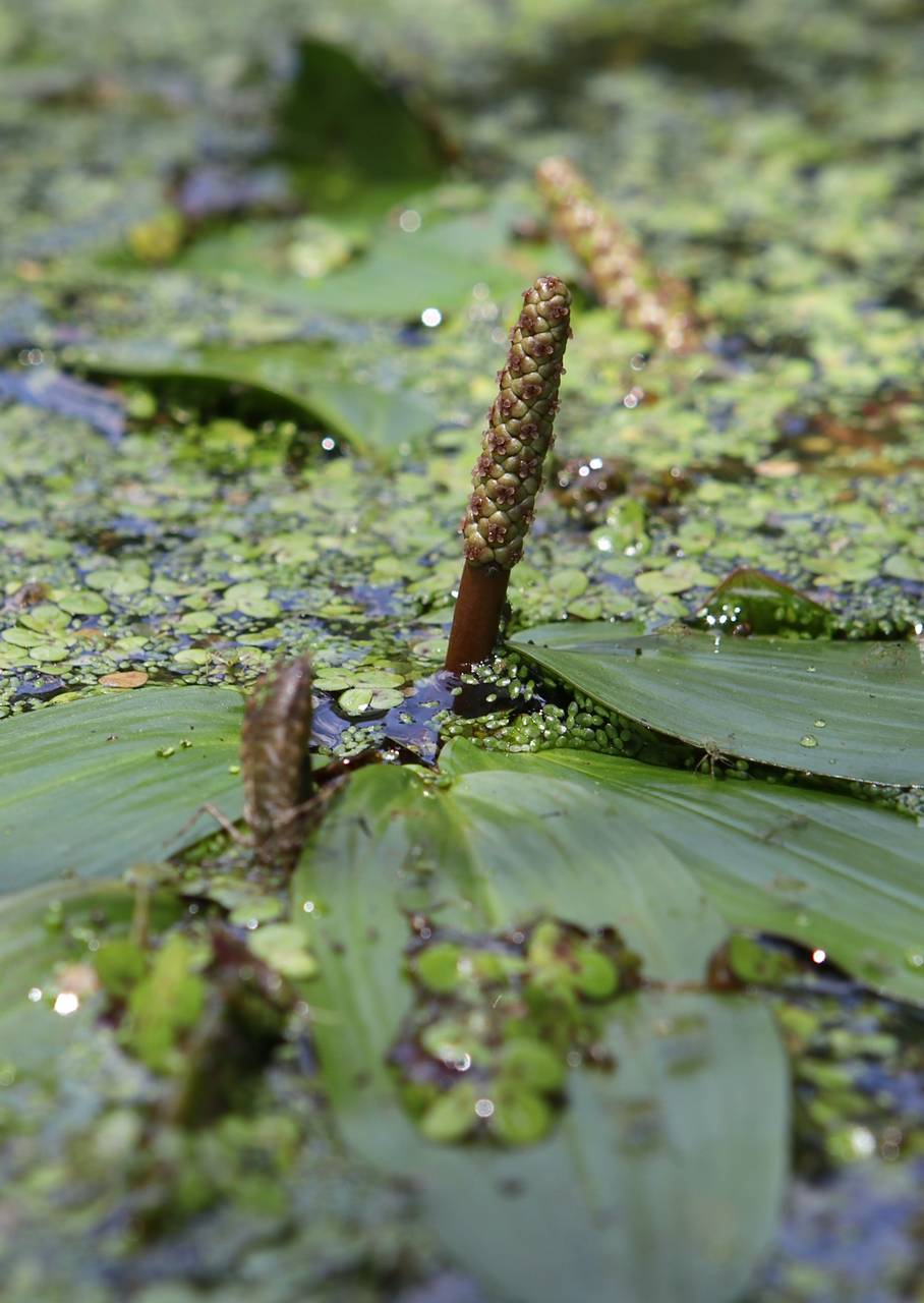 Photo of Longleaf Pondweed