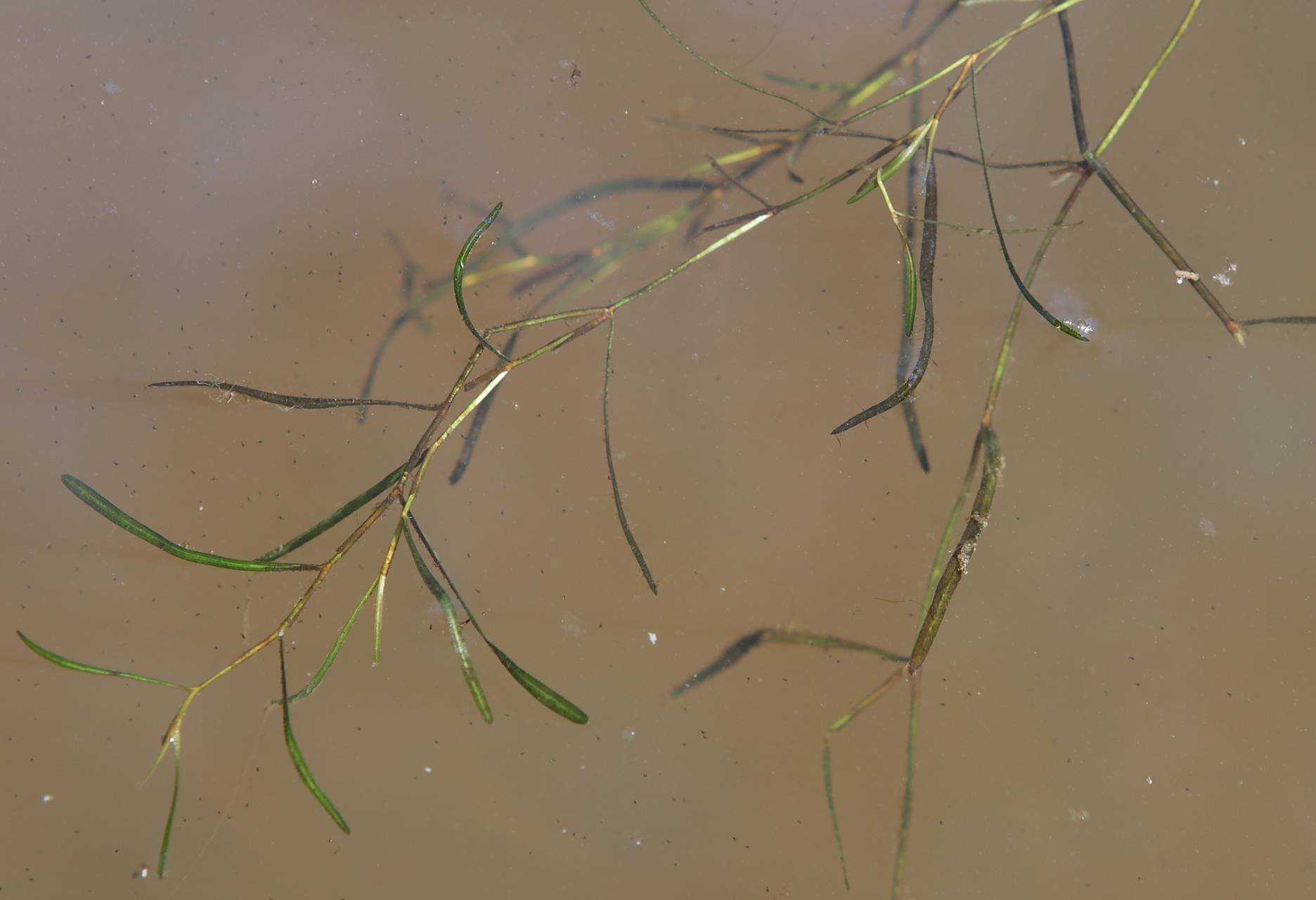 Photo of Slender Pondweed