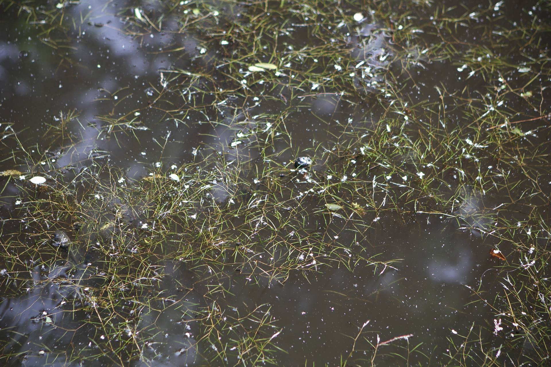 Photo of Slender Pondweed