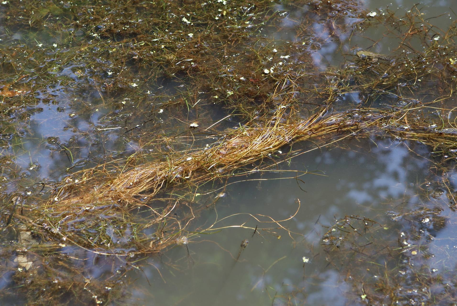 Photo of Slender Pondweed