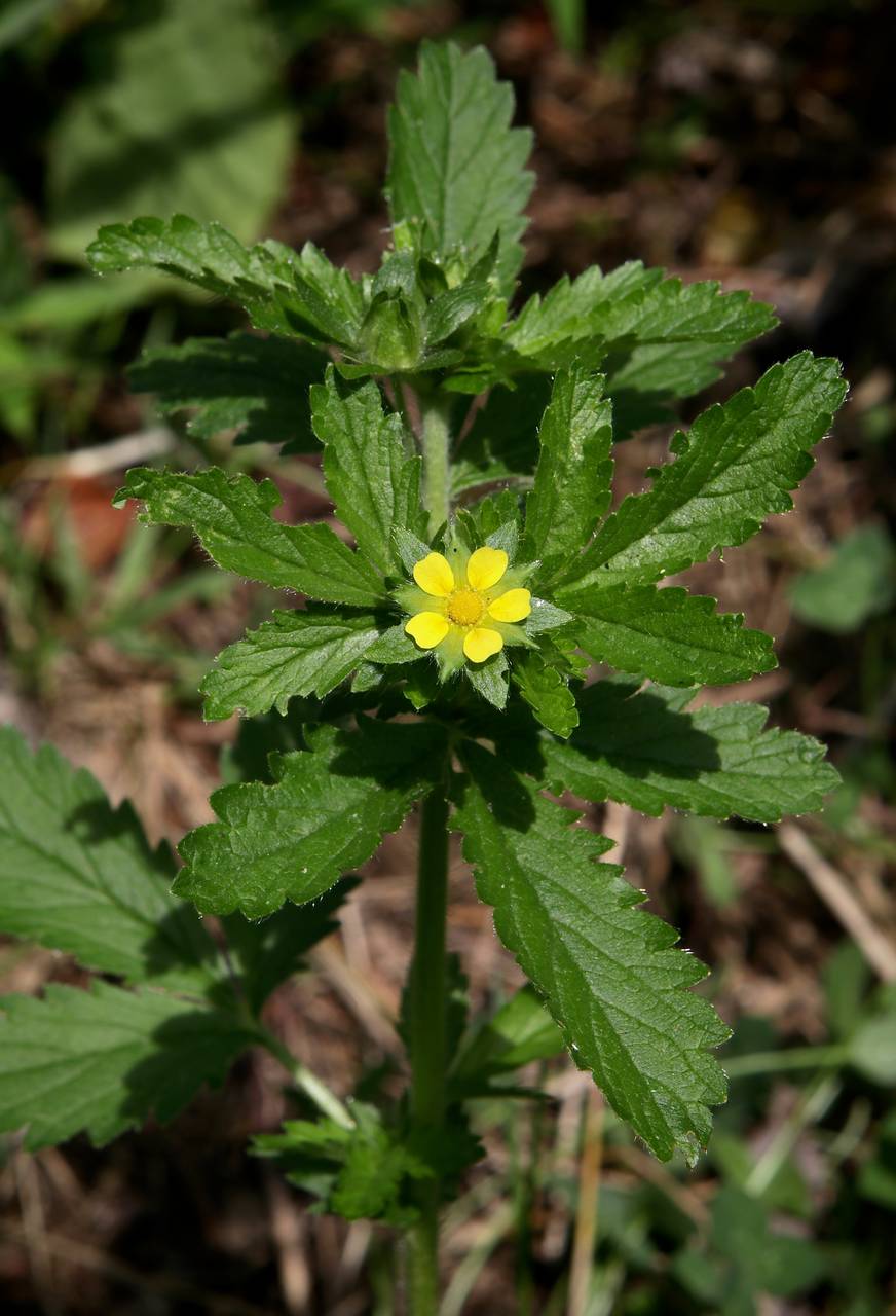 Photo of Rough Cinquefoil