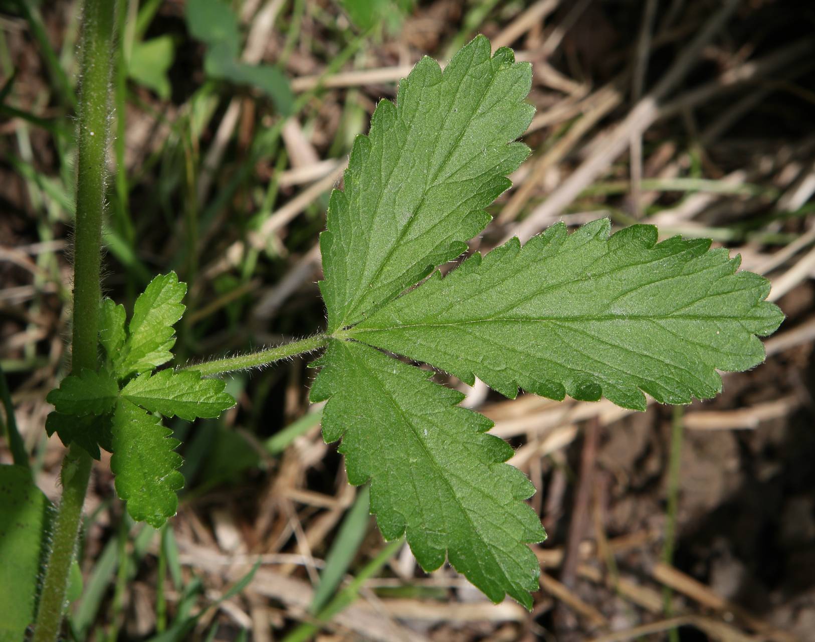 Photo of Rough Cinquefoil
