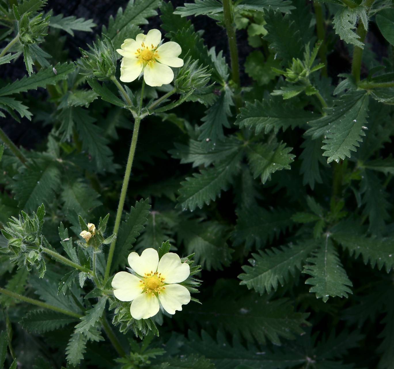 Photo of Sulphur Cinquefoil
