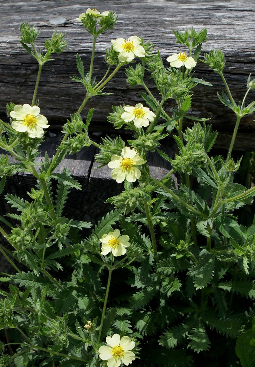 Photo of Sulphur Cinquefoil