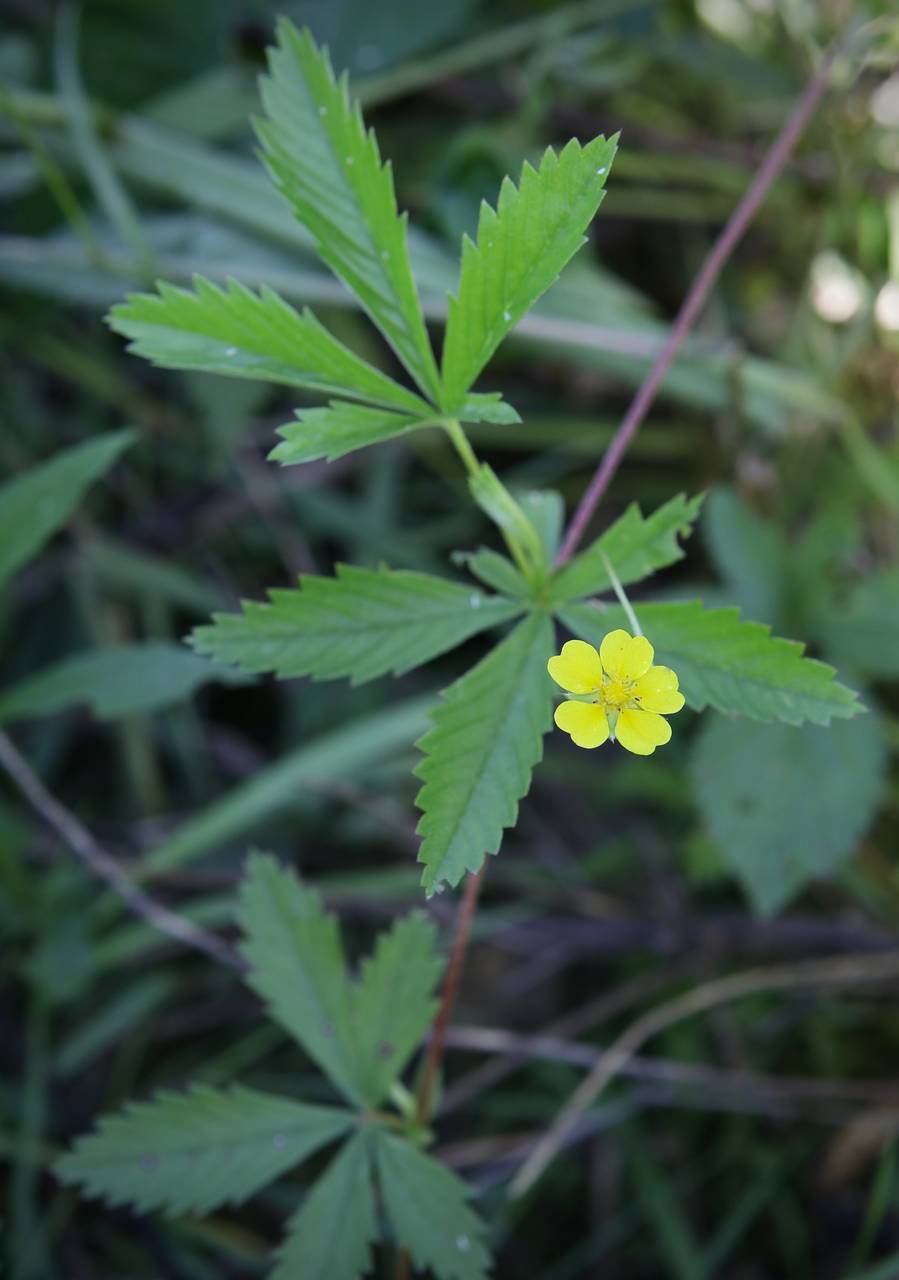 Photo of Common Cinquefoil