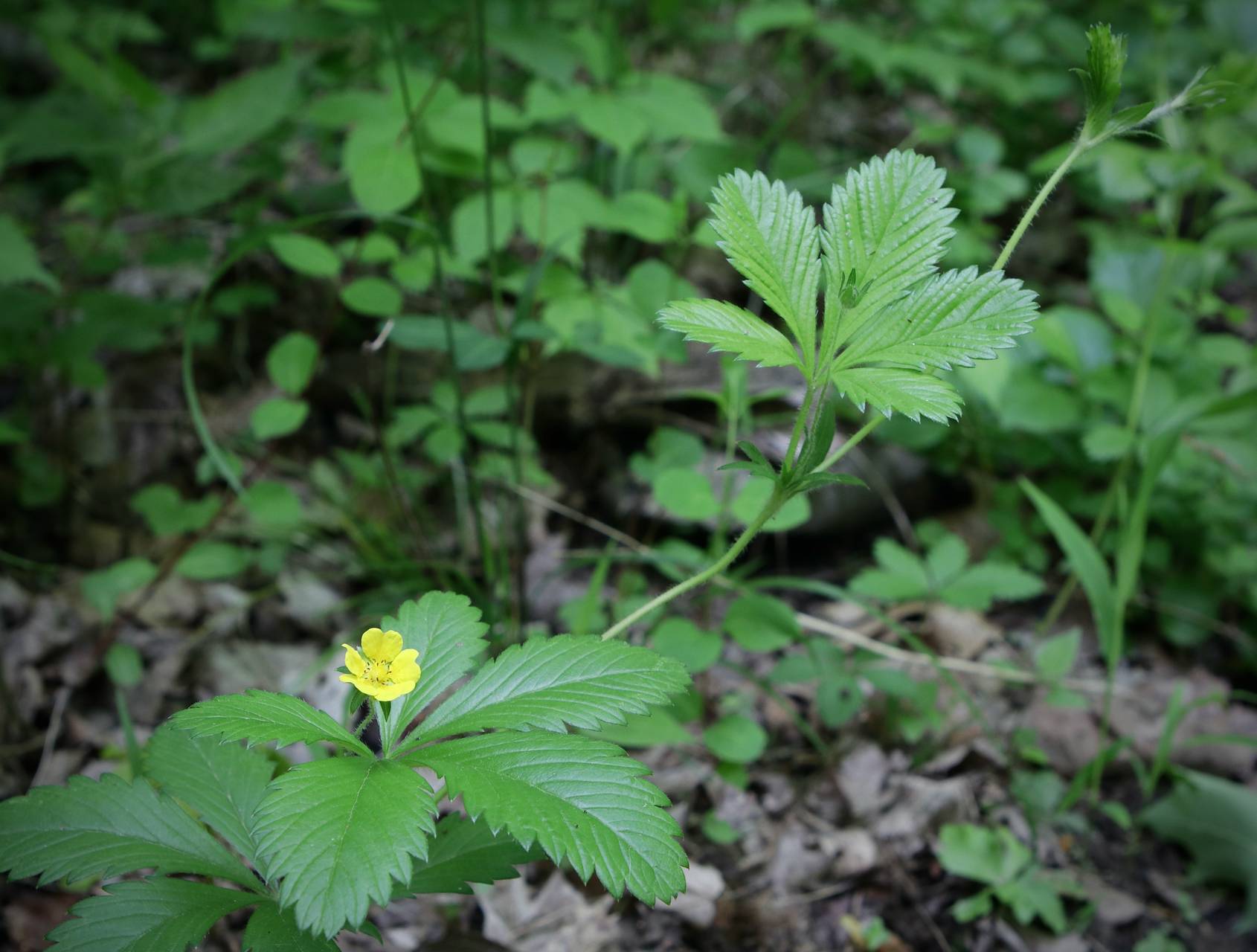 Photo of Common Cinquefoil