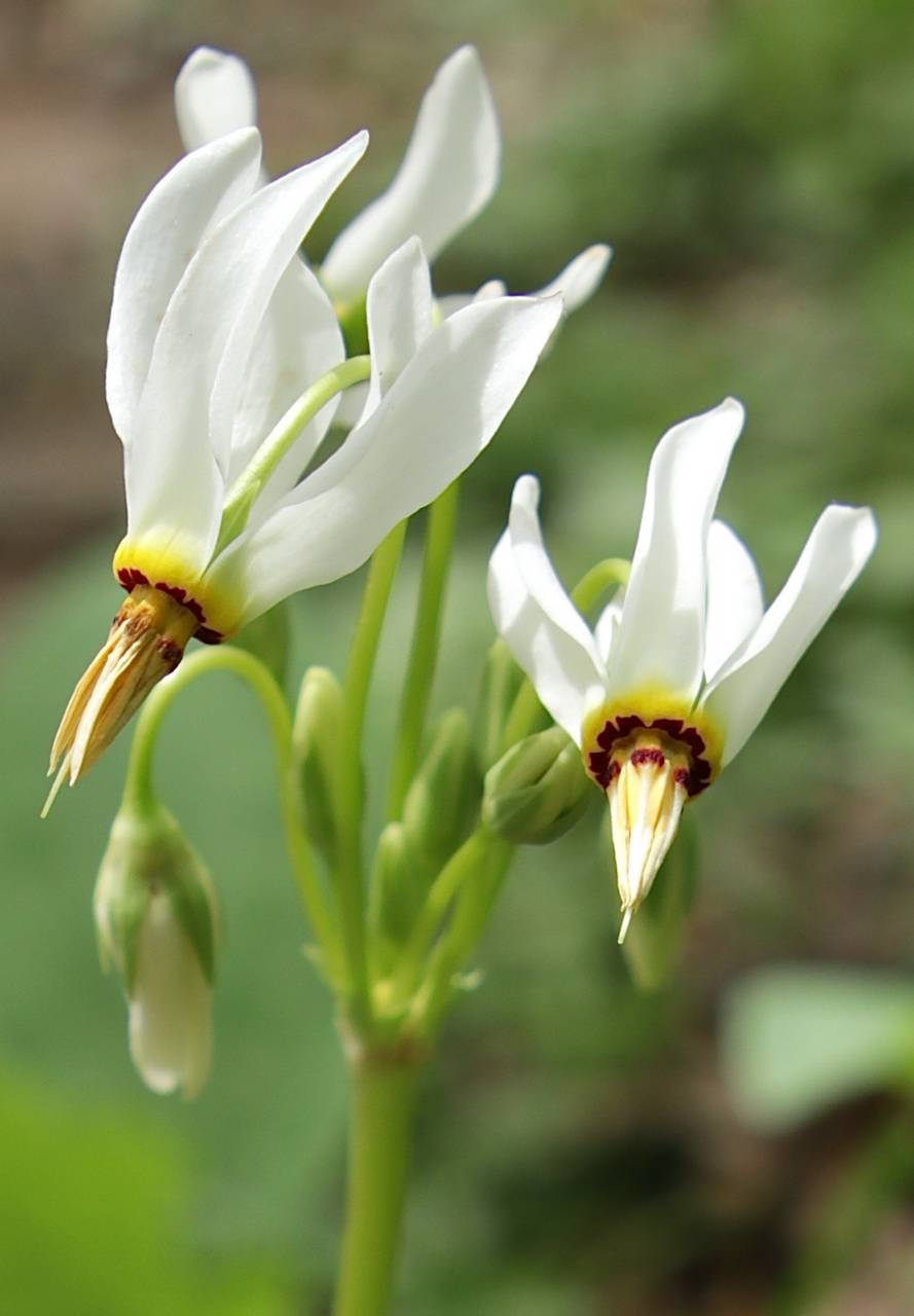 Photo of Shooting Star