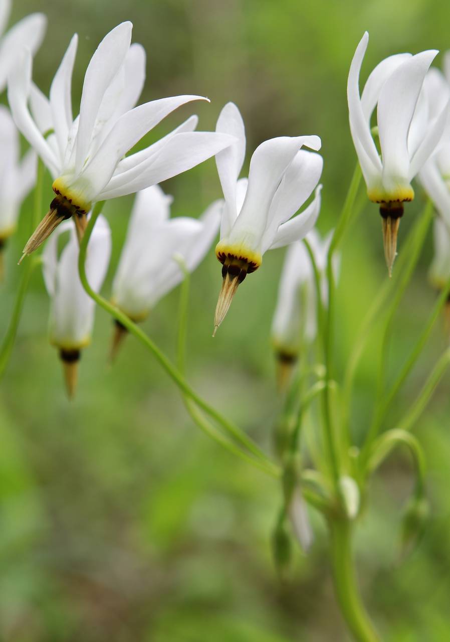 Photo of Shooting Star