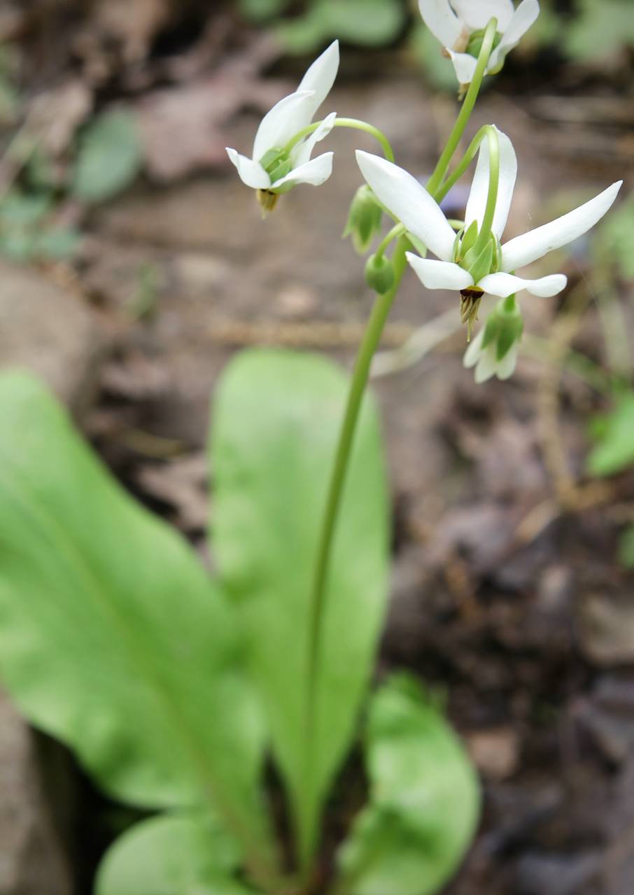 Photo of Shooting Star